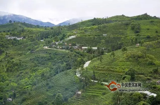【大益】中国茶修中心第三季度招生进行时