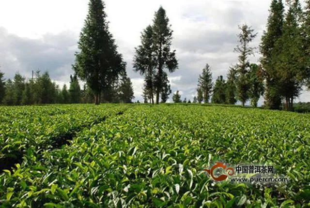 云茶产业十二五发展成就展简述