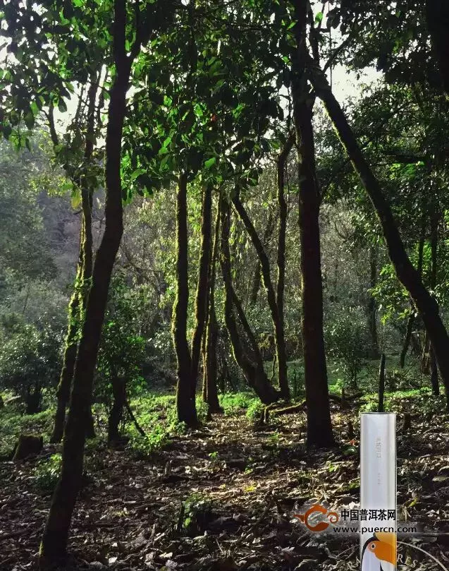 【雨林新品】走进原始雨林，带你认识古茶树的邻居们！
