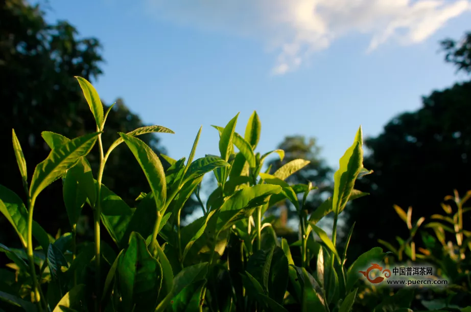 她花了幾千萬(wàn)研究喝茶，現(xiàn)在，她做了一個(gè)茶莊園