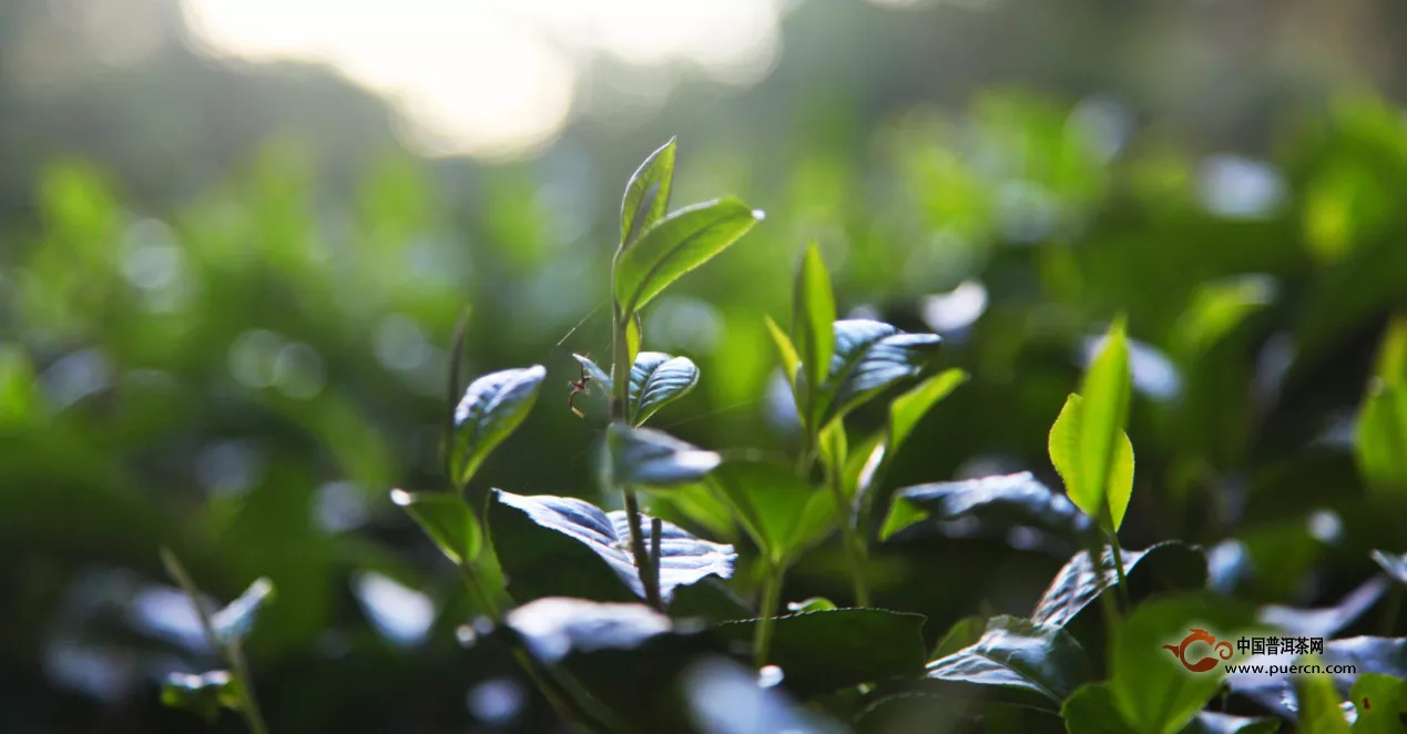 她花了幾千萬(wàn)研究喝茶，現(xiàn)在，她做了一個(gè)茶莊園