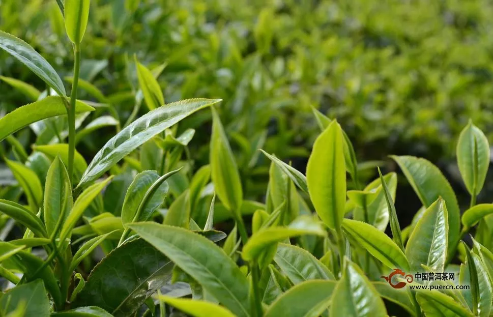 普洱茶香知多少？