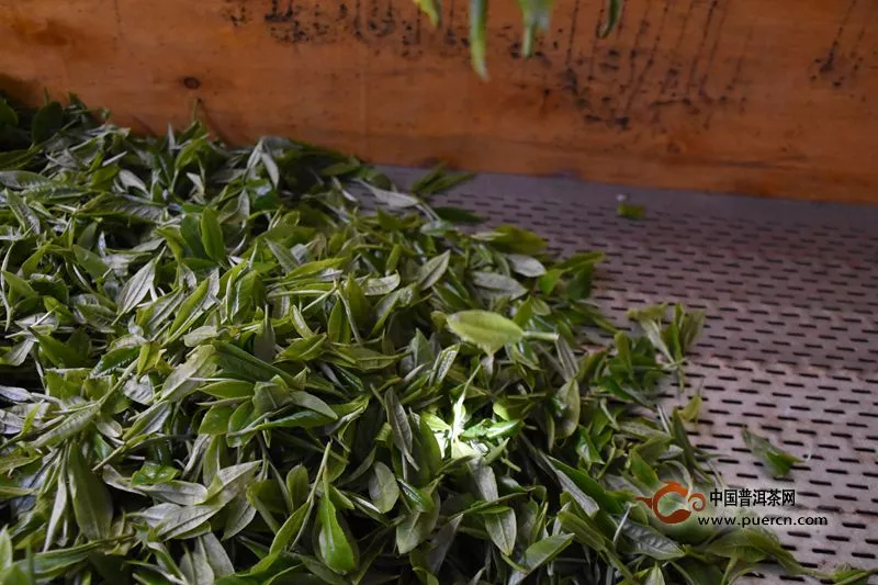 茶叶鲜叶为什么要进行萎凋？