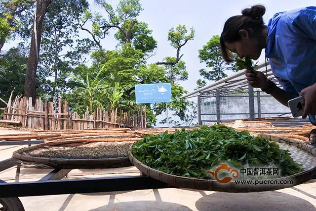【访谈】书剑古茶：打造普洱古树茶品质江湖