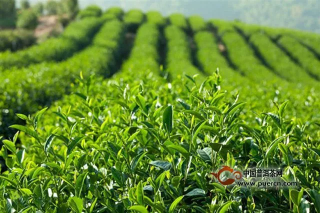 茶葉的功效作用讓你對(duì)喝茶有更深入的了解