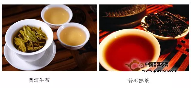 普洱生茶与熟茶哪种减肥效果好？