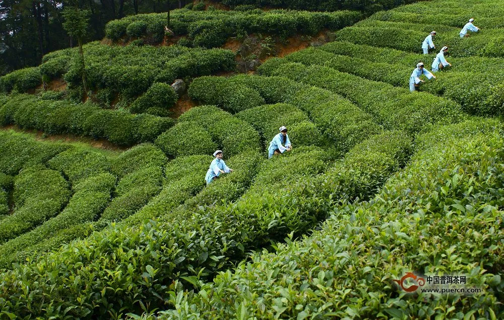 茶树有多少种？