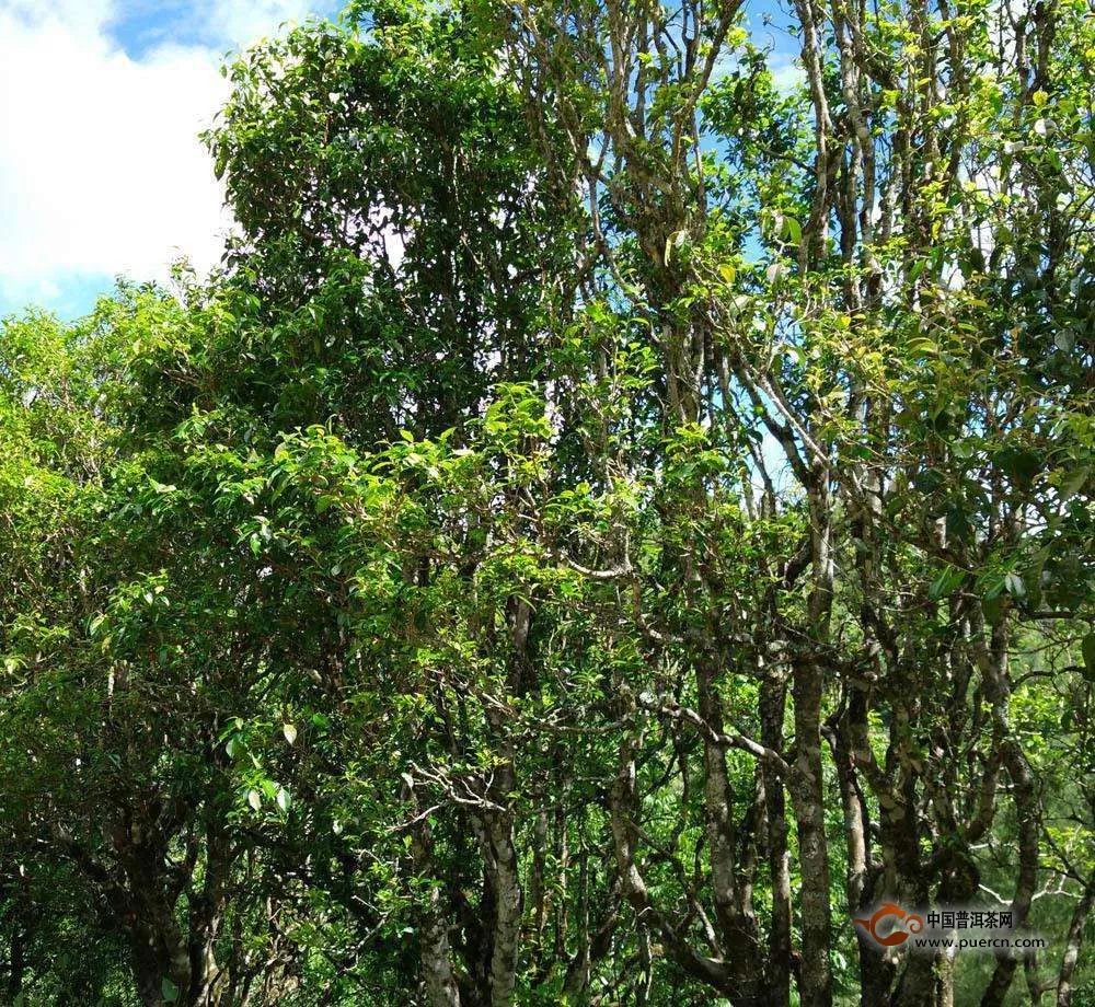 臺地茶與喬木（古樹）茶的區(qū)別是什么