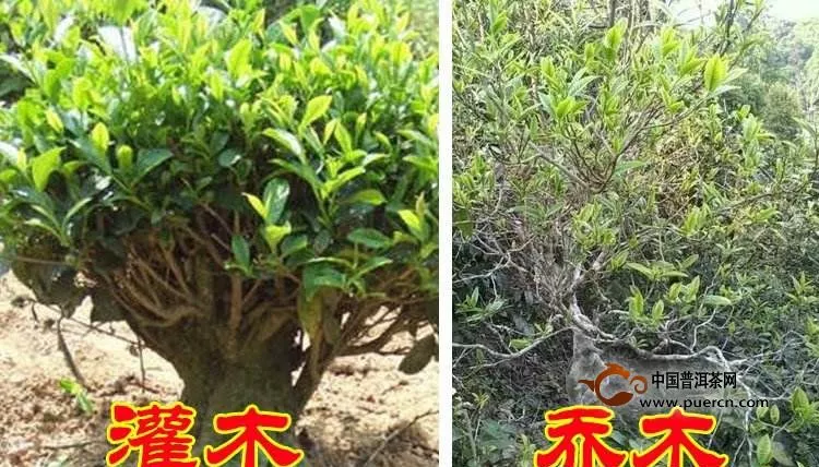 這八種普洱茶原料你知道如何區(qū)分嗎？