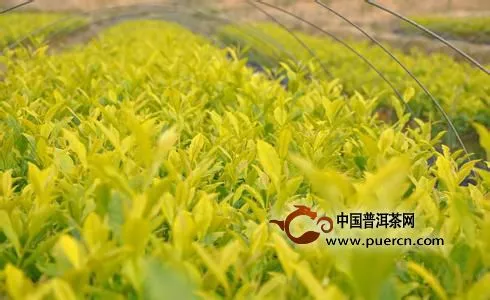 這八種普洱茶原料你知道如何區(qū)分嗎？