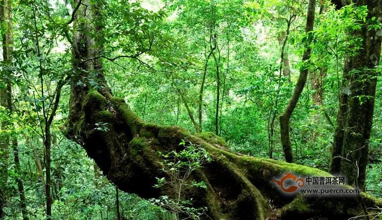 普洱茶十八怪,你知道嗎