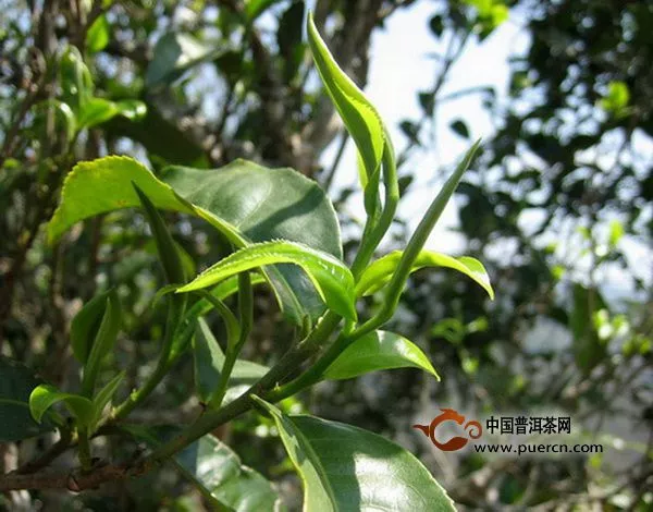 云南普洱茶六大特點(diǎn)