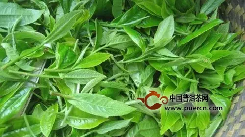 云南普洱茶六大特點(diǎn)