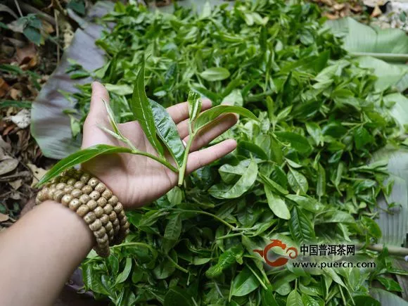 哪些因素在決定著普洱茶的價格