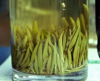 茶叶的分类及其特征