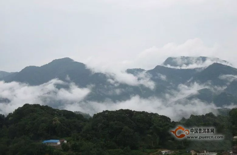 普洱茶六大產地及特點