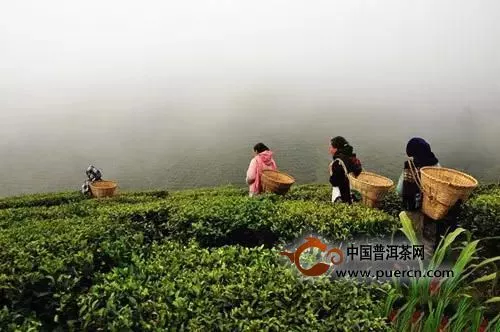 世界四大红茶产地