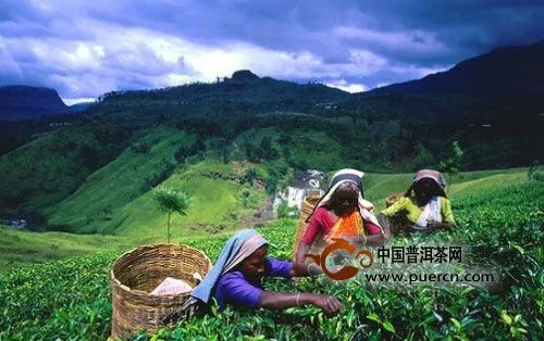 世界四大茶叶王国是哪些国家？