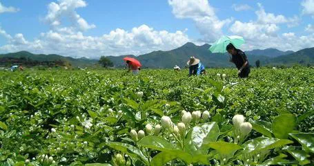 蘇州茉莉花茶怎么樣？