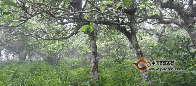 困鹿山普洱茶的美麗傳說--遺落深山的皇家古茶園