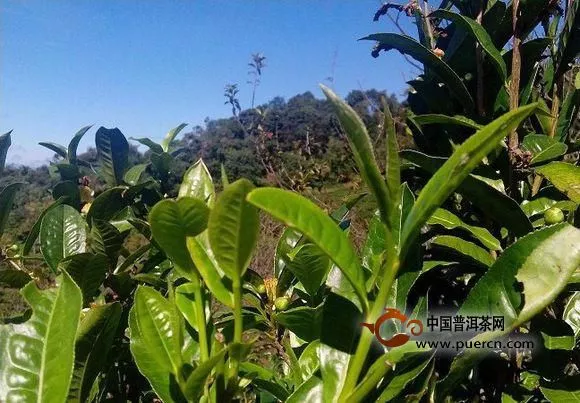 教你區(qū)分普洱春茶、夏茶、秋茶和冬茶