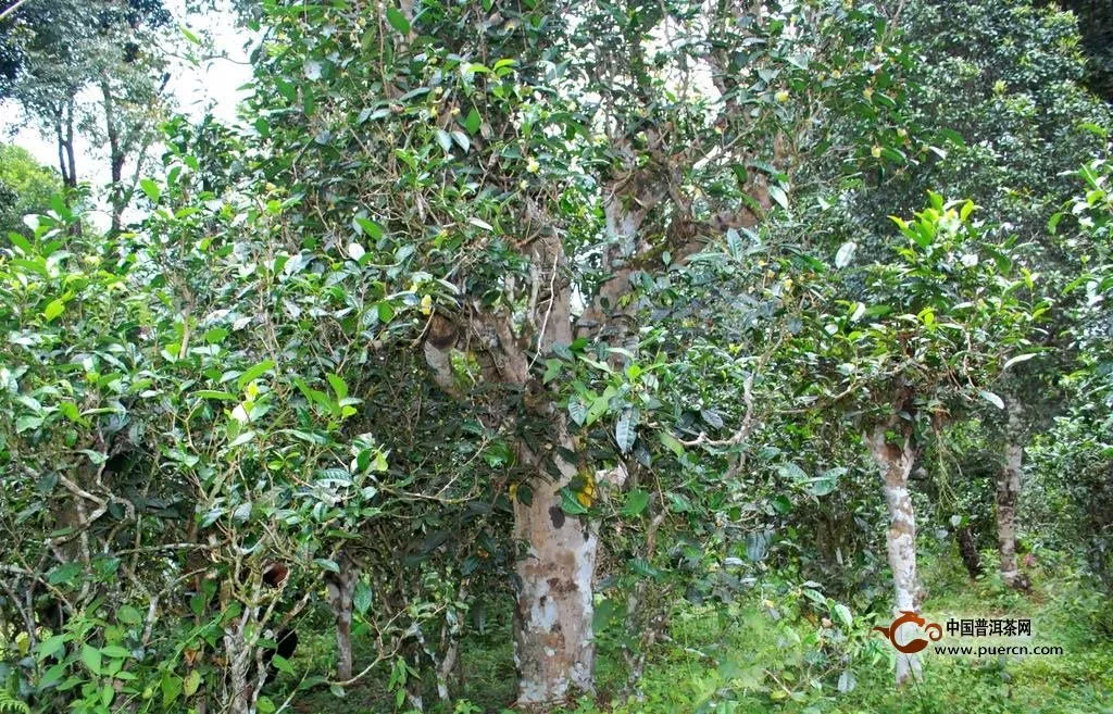 普洱茶古树与小树的比较