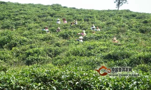 云南的茶叶会打农药吗?