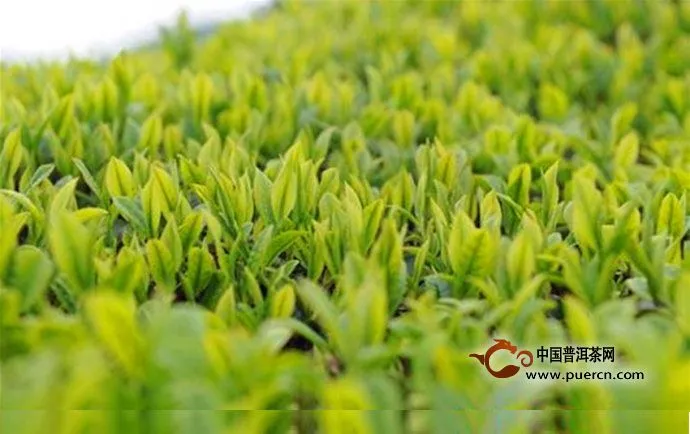 仙人掌茶的價(jià)值功能