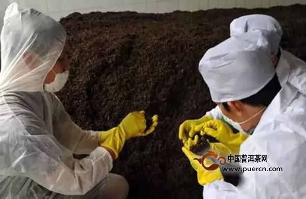 你知道普洱茶盡量采用低溫殺青的原因嗎？