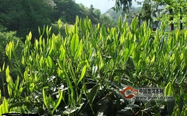 南糯半坡老寨普洱茶