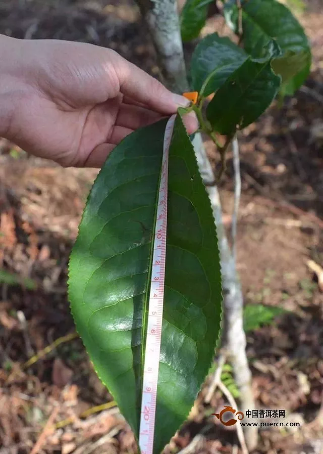 什么是普洱茶的大葉種、中葉種、小葉種