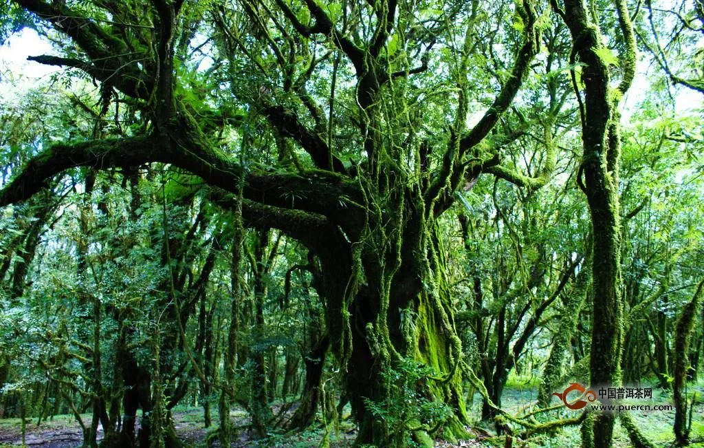 野生型茶樹其實(shí)很容易因種發(fā)生變異