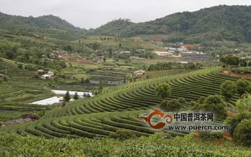 云南茶叶产业发展情况