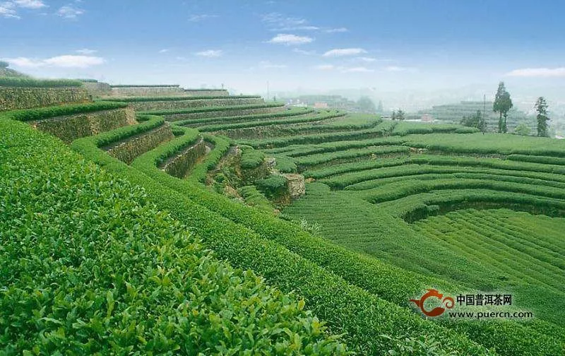 普洱茶茶太苦太澀得從茶樹本身判別