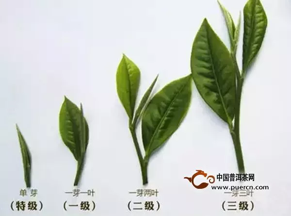 茶葉中有很多茶梗好嗎？