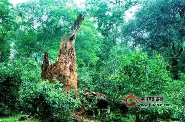 景邁山·柏聯(lián)莊園即將舉行“2017年景邁山茶祖朝圣文化活動”