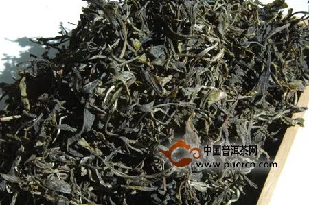 古樹(shù)茶與臺(tái)地茶的外形區(qū)別