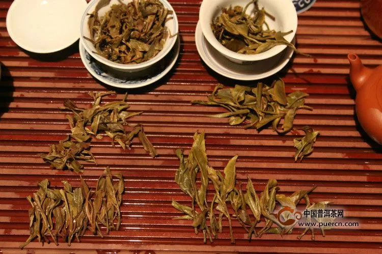 古树茶与台地茶的外形区别