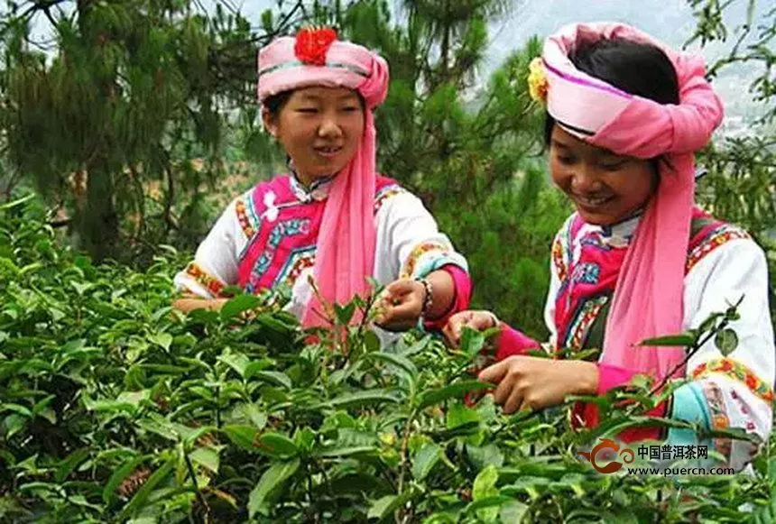 少数民族是普洱茶最早的创造者