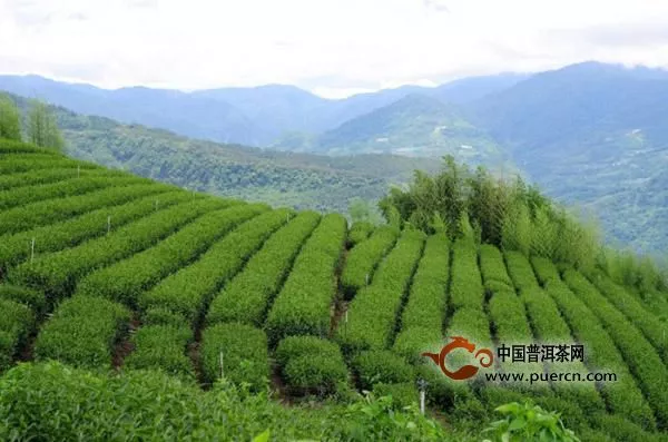 臺彎高山茶是指什么茶？