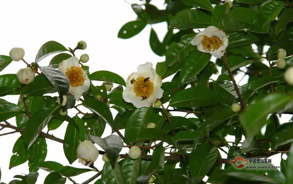 什么是茶树花