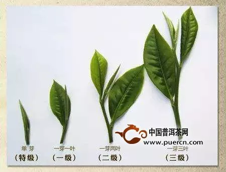 普洱茶菁級別越高品質越好嗎？其實不然