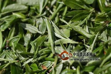 普洱茶菁級別越高品質越好嗎？其實不然