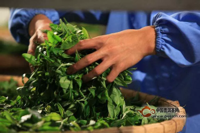 普洱茶菁級別越高品質越好嗎？其實不然