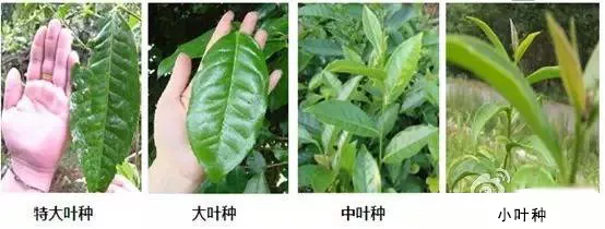 小叶种、中叶种、大叶种茶树怎样区分
