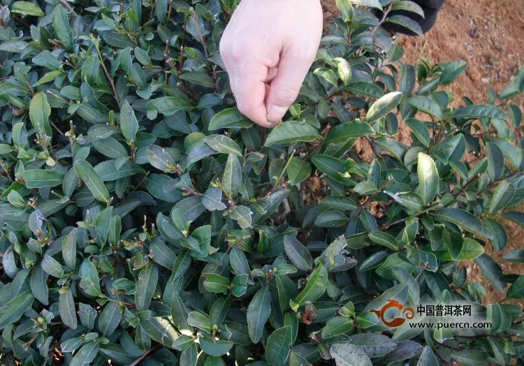 小叶种、中叶种、大叶种茶树怎样区分