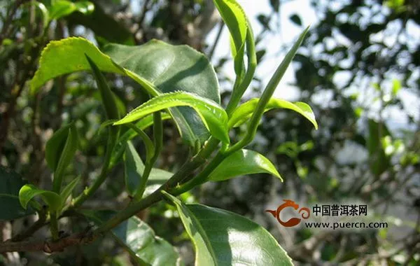 普洱茶大叶种、中叶种、小叶种茶树分布情况概述
