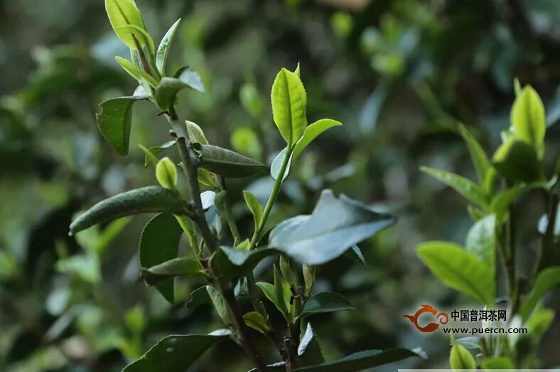 普洱茶大叶种、中叶种、小叶种茶树分布情况概述