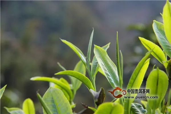 買了春茶有哪些好處？