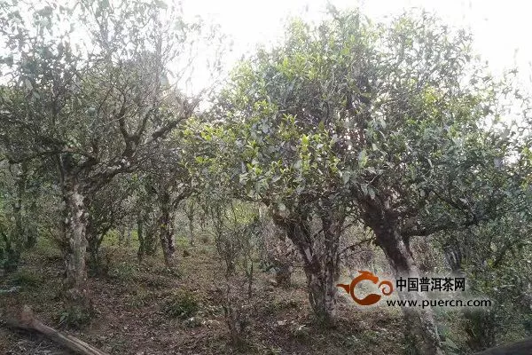 古樹茶風(fēng)靡國內(nèi)外的五個原因